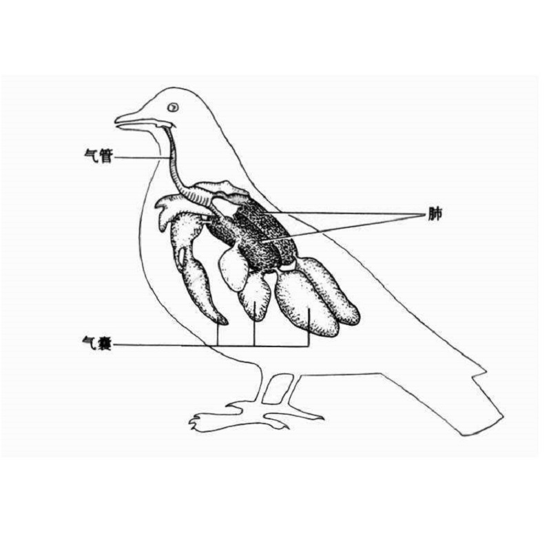 鴿子吸肺機(jī)